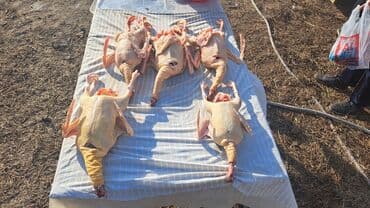 Qida məhsulları: Təmizlənmiş yerli qaz və ördək əti - Qaz karkasları – tükləri tam — 3