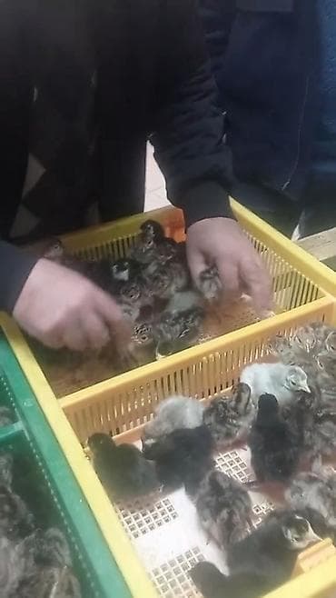 Keçilər, çəpişlər: Hinduşka cücələri, Ətlik — 1