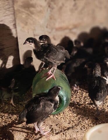 gence toyuq cuce: Toyuq cücələri, Damazlıq — 1