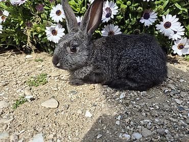 eşşək qiyməti: Saqlam dovşan balaları,ucuz qiymətə tələsin!!! — 2