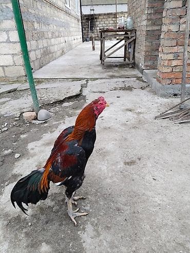 Akvariumlar: Xoruz, Heyratı, il: 1, Ödənişli çatdırılma — 2