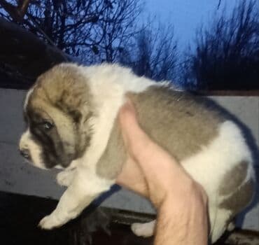 it etibarli ellere verilir: Dişi Kückdü Real Alıcıya Ata Anasın Səkiləridə Atlacaq Qiymət 70₼ — 2