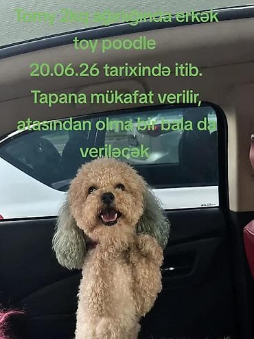 it: Ağ tüklü, dəyirmi üzü və qısa burunlu balaca pişik balaları. Yumşaq — 4