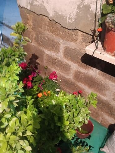 саженцы малины тарус: Qazon landşaft #qazon #torf #torf250litrlik Ekolayf #ekolayf balaken — 27