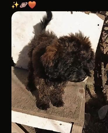 avcarka balasi satisi: Pudel — 1