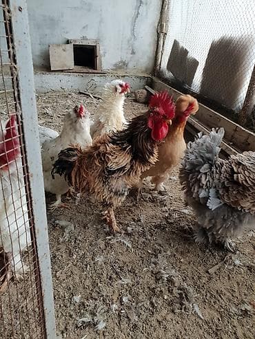 Xoruz, il: 1, Ünvandan götürmə