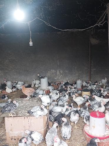 pomeranian spitz satilir: Toyuq cücələri, Ətlik, Ödənişli çatdırılma — 5