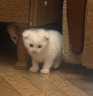 Şotland yastı qulaq