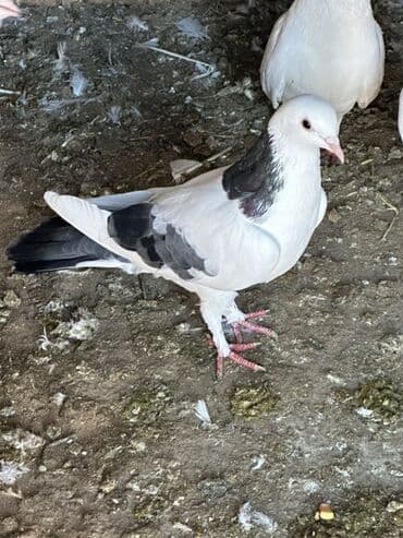 itler pikines type 1: Mayadi 1 ay olar tutmusam qiymet sondu!! Fatmayidadi — 3