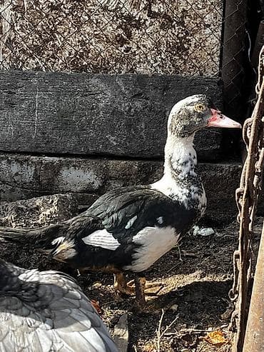 Yemlər: Musk ördəkləri (indoutka) – qara-ağ rəngli - Cins: muskoviy (hinduşka — 1