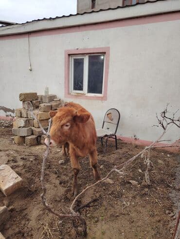 Куры: Super saglam saxlamali danadi zeng catmasa vapcatla zeng vur — 2