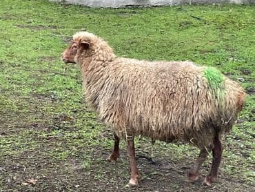 boğaz qoyun: Məhsul: Qoyun 28baş hamzı boğazdı — 1