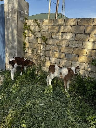 ətlik inək cinsləri: Biri erkək, biri dişi simmental buzovlardır. 4-5 günlükdürlər. Cins — 1