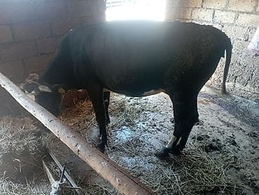 Рогатый скот: Qaramal – qara rəngdə inək - Növ: inək (qara-meliorasiya tipli) - — 2