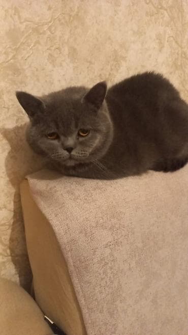 Britan, Erkək, Yaxşı əllərə, Pulsuz çatdırılma lalafo.az -da Britan, Erkək, Yaxşı əllərə, Pulsuz çatdırılma