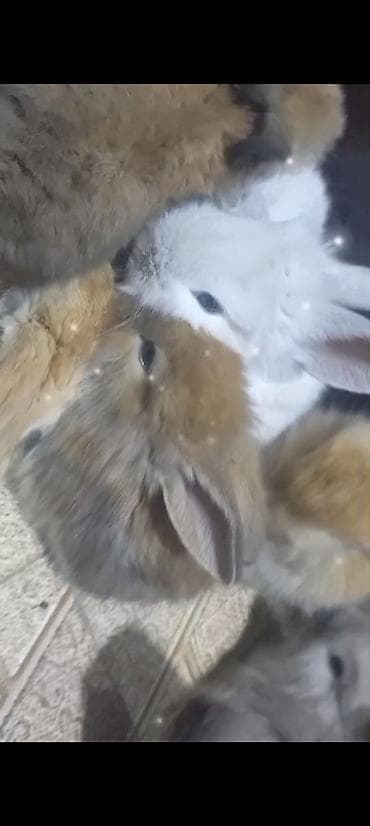 Akvariumlar: Cins ve yerli dovşan balalari. Böyuyen ve boyumeyen. Tek ve top — 10