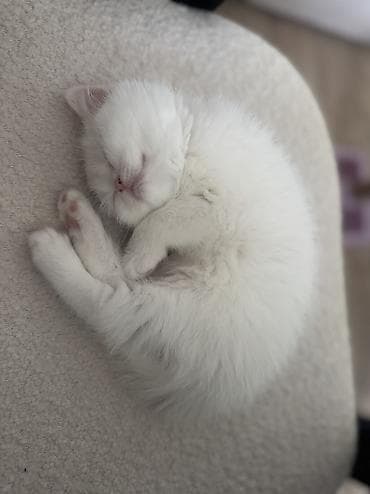 Şotland, Dişi, Yaxşı əllərə, Ünvandan götürmə lalafo.az -da Şotland, Dişi, Yaxşı əllərə, Ünvandan götürmə