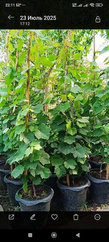 bitki guli: Üzüm tingləri – qablarda - Növ: üzüm (şpalerə dırmaşan çoxillik — 2