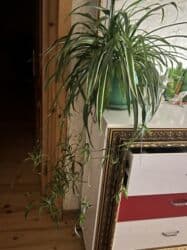 gulu: Butun guleri endirimnen satiram ancag xanimlara satiw olur — 29