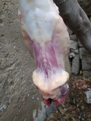 baliq topdan satis: Dovşan eti halal kesilmiş halal ceki 1 ededi gelir 1k.800q. 1k.500q — 36