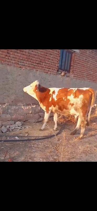 keci satışı tap az: Simental tipli inək və balası - Rəng: qırmızı-ağ alaca - Ana inək — 4