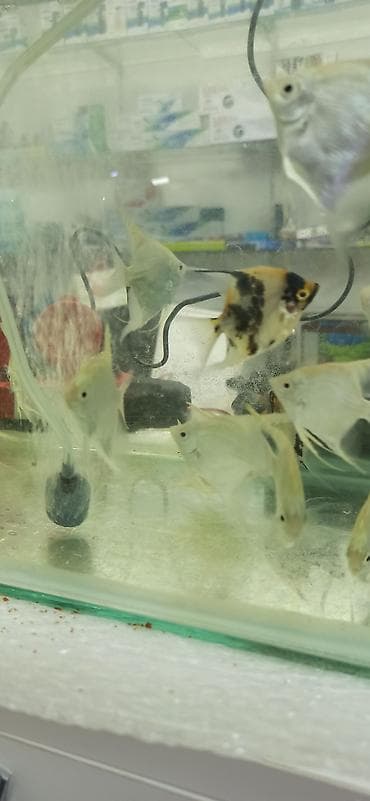 pişik qara: Mələk balığı (skalyari), Sülhsevər — 4