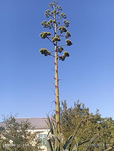 kala bitkisi: Aqava (Agave americana) – iri ölçülü dekorativ bitki - Nəhəng rozet — 7