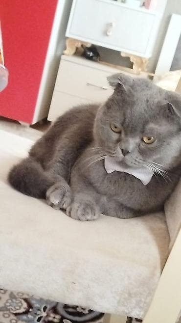 Şotland, Erkək — 2