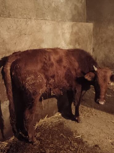 Digər heyvanlar: Dana, buzov — 2