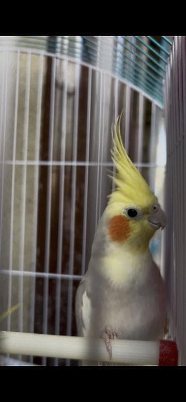 qara toyuq sortu: Nimfa (Cockatiel)-Dişi korella quşu 1 yaşı var yeni almışıq bizdəki — 5