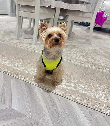 it paltarları: Salam york satilir pasportu privivkalari bütün vurulub yemeyi — 1