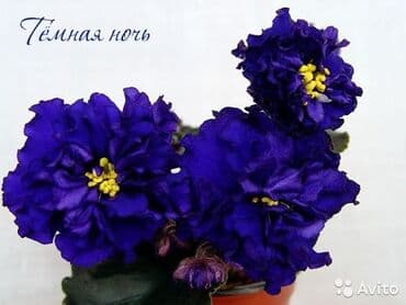 gül şəkilləri profil üçün: 5 — 24