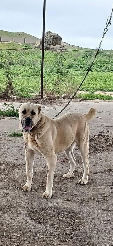 i̇tlər: Qurdbasar, 2 il, Erkek, Peyvəndli, Ödənişli çatdırılma — 4