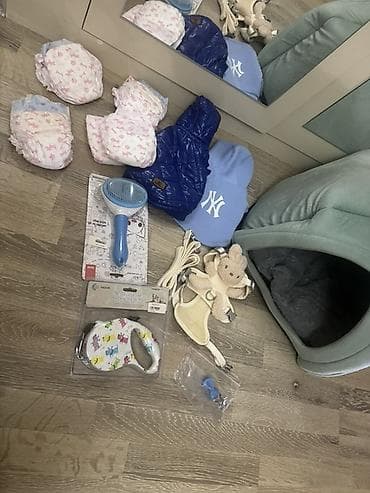 heyvan şəkilləri: Pekines, 3 ay, Erkek, Peyvəndli — 2