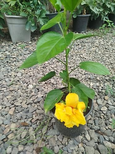 şanagüllə bitkisi: Hibiskus (Çin qızılgülü) saksı bitkisi - Parlaq qırmızı, iri və — 4