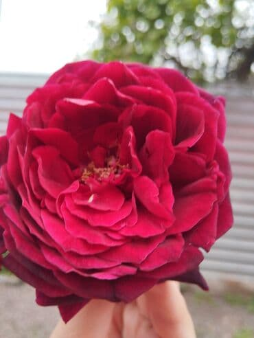 Məhsul: Gül kolları (qızılgül) Təsvir: - Şəkillərdə müxtəlif rəng və