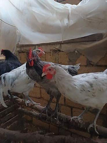 Austrolorp xoruzlar Təsvir: - Ağ və boz rəng çalarlarında, qırmızı — 3