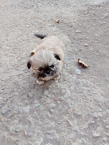 itlerin satiwi: Pekines — 8