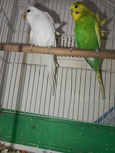 Hazır cüt Japoneslər. Qəfəs qarışıq