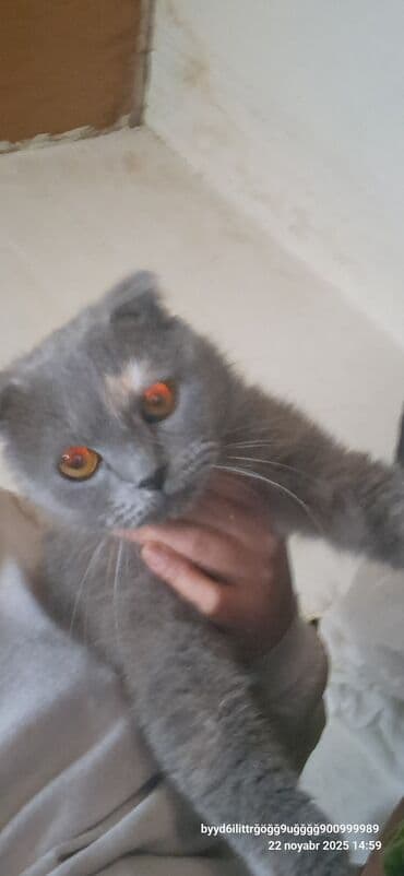 şotlant pisiyi: Şotland yastı qulaq — 2