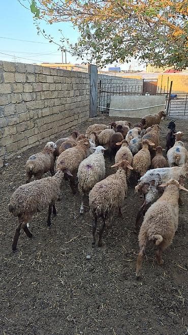 heyvan yemi: Qoyun sürüsü – ət və damazlıq üçün - Növ: yerli yağlı quyruq (qarışıq — 9