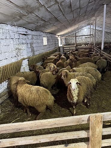 diri quzu: Quzu, Erkək, ay: 5, 35 kq, Ətlik, Ünvandan götürmə — 7