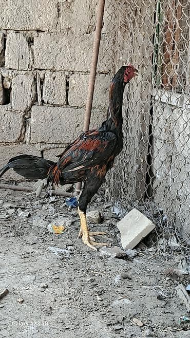 retriever satilir: Heyrati xoruz satilir .tam saqlamdr — 2