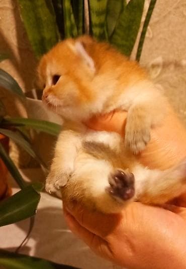 heyvan cantasi: Britan, Erkək, Yaxşı əllərə, Ünvandan götürmə — 1