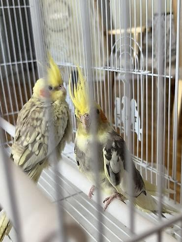 feniks quşu: Korella cütlüyü satılır tam sağlam 6 aylıq temiz qiymet razılaşma ile — 5