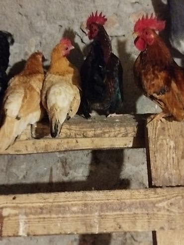 Ördəklər: Toyuq, Damazlıq — 2