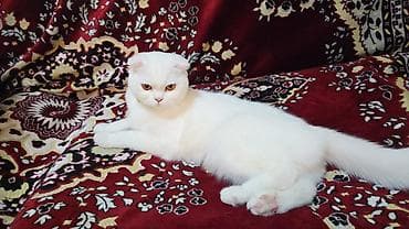 erkey pisik adlari: Şotland — 2