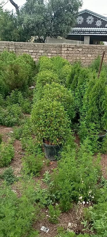püste ağacı: Thuja və dekorativ kollar – qablarda - Növlər: şam ağacı tipli — 3
