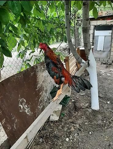 cins xoruzlar: Cins xoruz – uzun boylu, güclü quruluşlu. - Rəngi: qara-yaşıl — 2