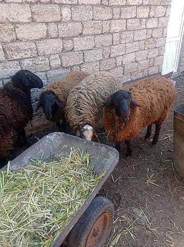 qax heyvan bazar: Erkək, Qala, il: 1, 55 kq, Damazlıq, Ətlik, Ünvandan götürmə — 3